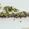 물뚝새(Sacciolepis indica (L.) Chase var. oryzetorum (Makino) Ohwi) : 塞翁之馬