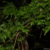 실고사리(Lygodium japonicum (Thunb.) Sw.) : 봄까치꽃