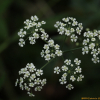 신감채(Ostericum grosseserratum (Maxim.) Kitag.) : 봄까치꽃