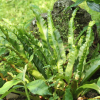 파초일엽(Asplenium antiquum Makino) : 추풍
