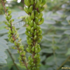 족제비싸리(Amorpha fruticosa L.) : 봄까치꽃