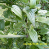 갈퀴꼭두서니(Rubia cordifolia L.) : 현촌
