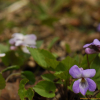 뫼제비꽃(Viola selkirkii Pursh ex Goldie) : 벼루