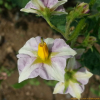 감자(Solanum tuberosum L.) : 추풍