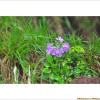 설앵초(Primula farinosa L. subsp. modesta (Bisset & S.Moore) var. koreana T.Yamaz.) : 쟈바