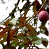 자엽꽃자두(Prunus cerasifera) : 설뫼*