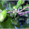 상산(Orixa japonica Thunb.) : 능선따라