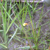 땅귀개(Utricularia bifida L.) : 晴嵐