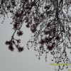 꽃단풍(Acer pycnanthum Koch) : 꽃사랑