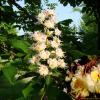 가시칠엽수(Aesculus hippocastanum) : 꽃사랑