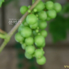 포도(Vitis vinifera L.) : 塞翁之馬