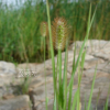금강아지풀(Setaria pumila (Poir.) Roem. & Schult.) : 청암