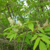 쇠물푸레나무(Fraxinus sieboldiana Blume) : 산소리