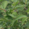털댕강나무(Zabelia biflora (Turcz.) Makino) : 카르마