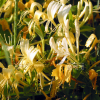 인동덩굴(Lonicera japonica Thunb.) : 벼루