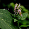 곽향(Teucrium veronicoides Maxim.) : 꽃사랑
