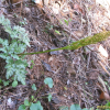 고사리삼(Botrychium ternatum (Thunb.) Sw.) : 여울목