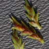 방동사니(Cyperus amuricus Maxim.) : 추풍
