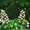 칠엽수(Aesculus turbinata Blume) : 통통배