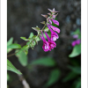 꽃며느리밥풀(Melampyrum roseum Maxim.) : 현촌