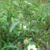 수박풀(Hibiscus trionum L.) : 벼루