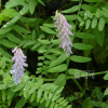 등갈퀴나물(Vicia cracca L.) : 벼루