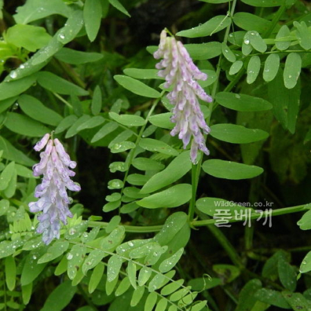 등갈퀴나물(Vicia cracca L.) : 통통배