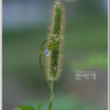 금강아지풀(Setaria pumila (Poir.) Roem. & Schult.) : 능선따라