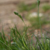 겨사초(Carex mitrata Franch.) : 고들빼기