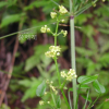갈퀴꼭두서니(Rubia cordifolia L.) : 벼루