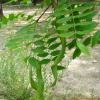 주엽나무(Gleditsia japonica Miq.) : 산들꽃