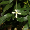 참으아리(Clematis terniflora DC.) : 풀배낭