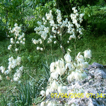 실유카(Yucca filamentosa L.) : 현촌