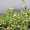 벼룩이자리(Arenaria serpyllifolia L.) : 은하수