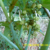 피마자(Ricinus communis L.) : 산소리