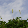 큰오이풀(Sanguisorba stipulata Raf.) : 통통배