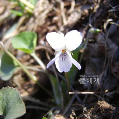 잔털제비꽃(Viola keiskei Miq.) : 塞翁之馬