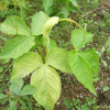 대반하(Pinellia tripartita (Blume) Schott) : 카르마