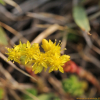땅채송화(Sedum oryzifolium Makino) : 산들꽃