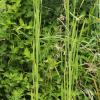 부들(Typha orientalis C.Presl) : 산들꽃