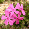 지면패랭이꽃(Phlox subulata L.) : 별꽃