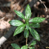 상산(Orixa japonica Thunb.) : 통통배