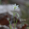 나도개감채(Lloydia triflora (Ledeb.) Baker) : 청풍