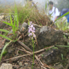 무릇(Barnardia japonica (Thunb.) Schult.f.) : 눈송이