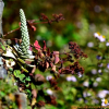 바위솔(Orostachys japonica (Maxim.) A.Berger) : 꽃사랑