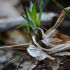 털대사초(Carex ciliato-marginata Nakai) : 도리뫼