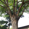 느티나무(Zelkova serrata (Thunb.) Makino) : 설뫼*