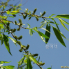버드나무(Salix pierotii Miq.) : 현촌