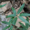 좁은잎천선과(Ficus erecta Thunb. f. sieboldii (Miq.) Corner) : 무심거사