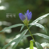 과남풀(Gentiana triflora var. japonica (Kusn.) H.Hara) : 봄까치꽃